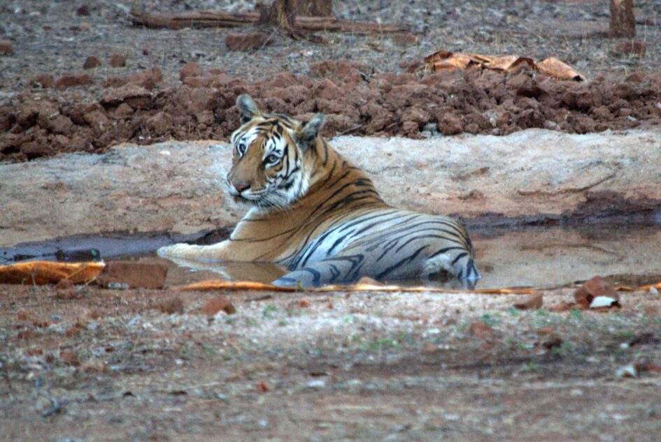 Pench tiger reserve