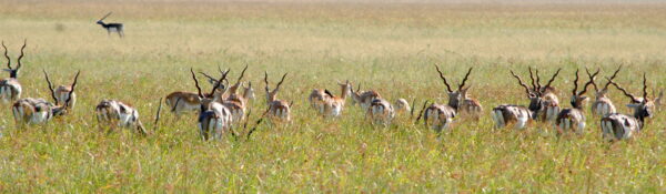 Black bucks at Velavadar