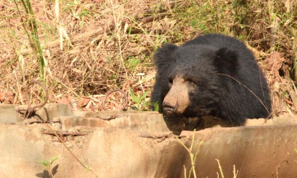 Sloth bear sighting at Navegoan Nagzira