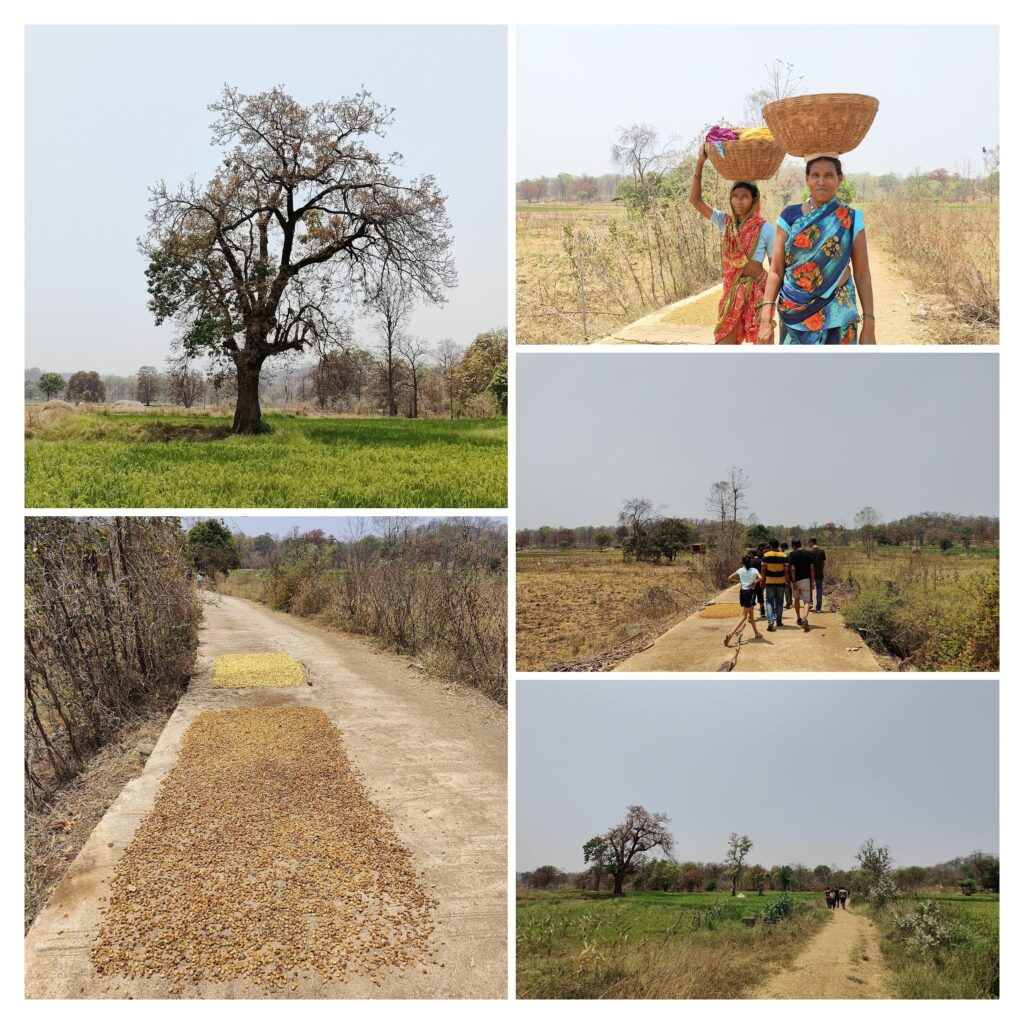 Mahua tree, mahua flowers being dried at the farm site in Pitezari