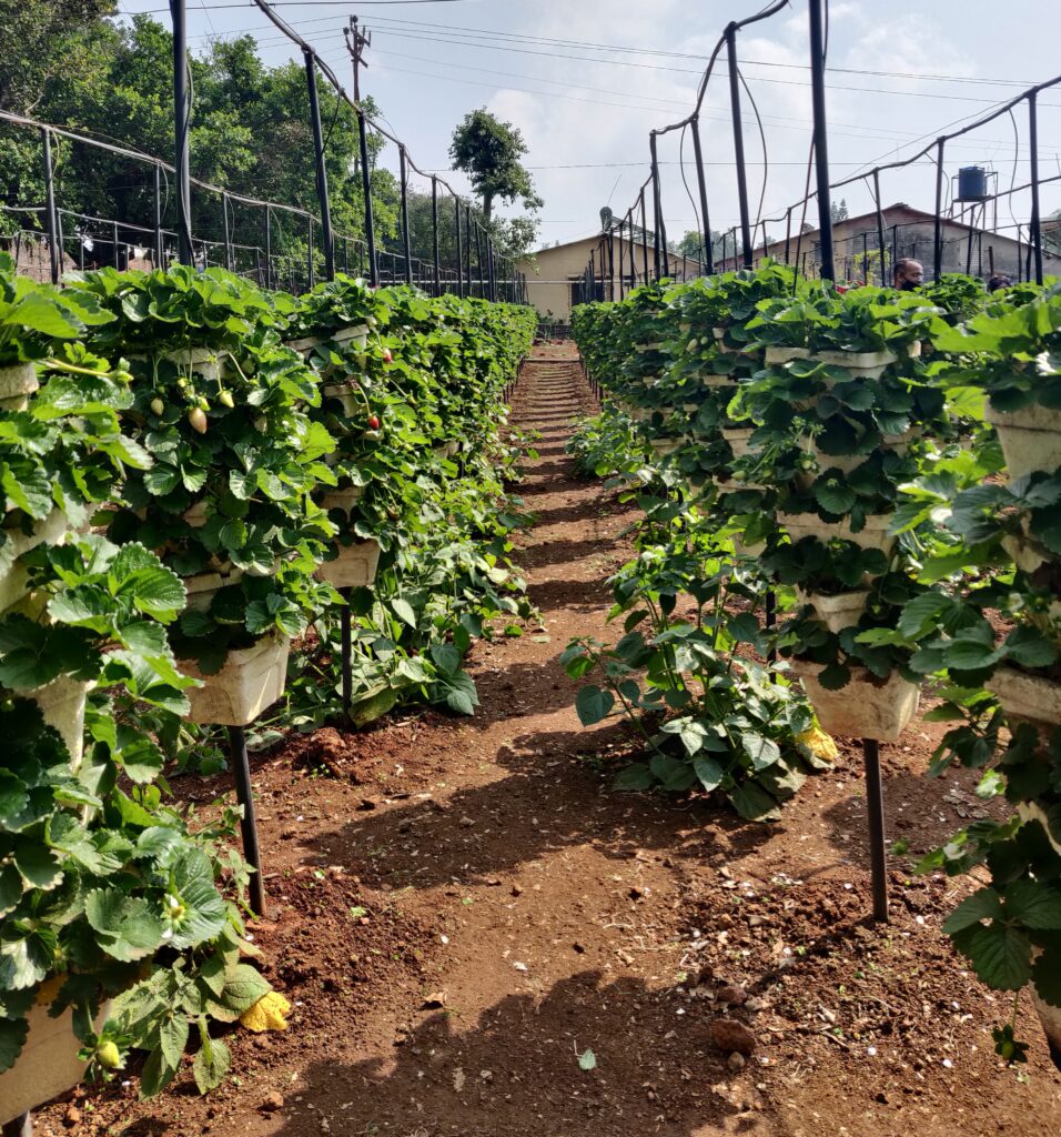 Strawberry picking at Panchgani