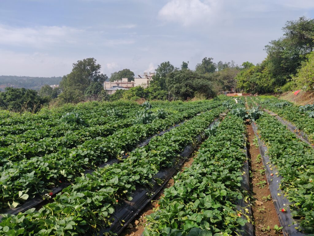 Strawberry picking at Panchgani