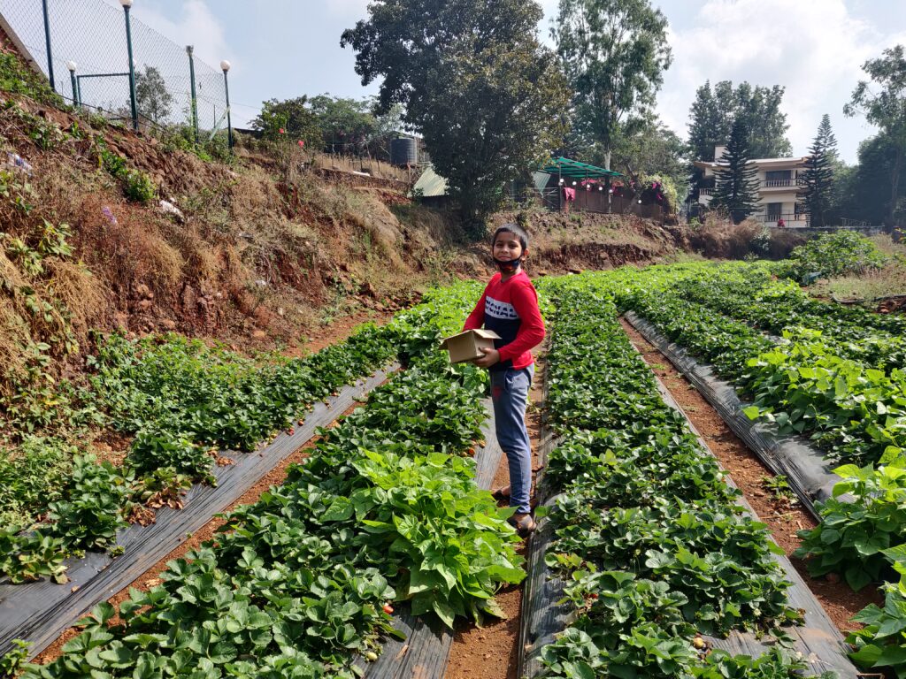 Strawberry picking at Panchgani