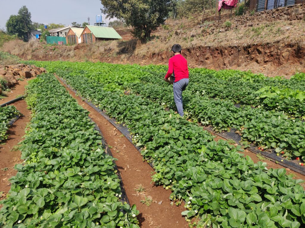 Strawberry picking at Panchgani