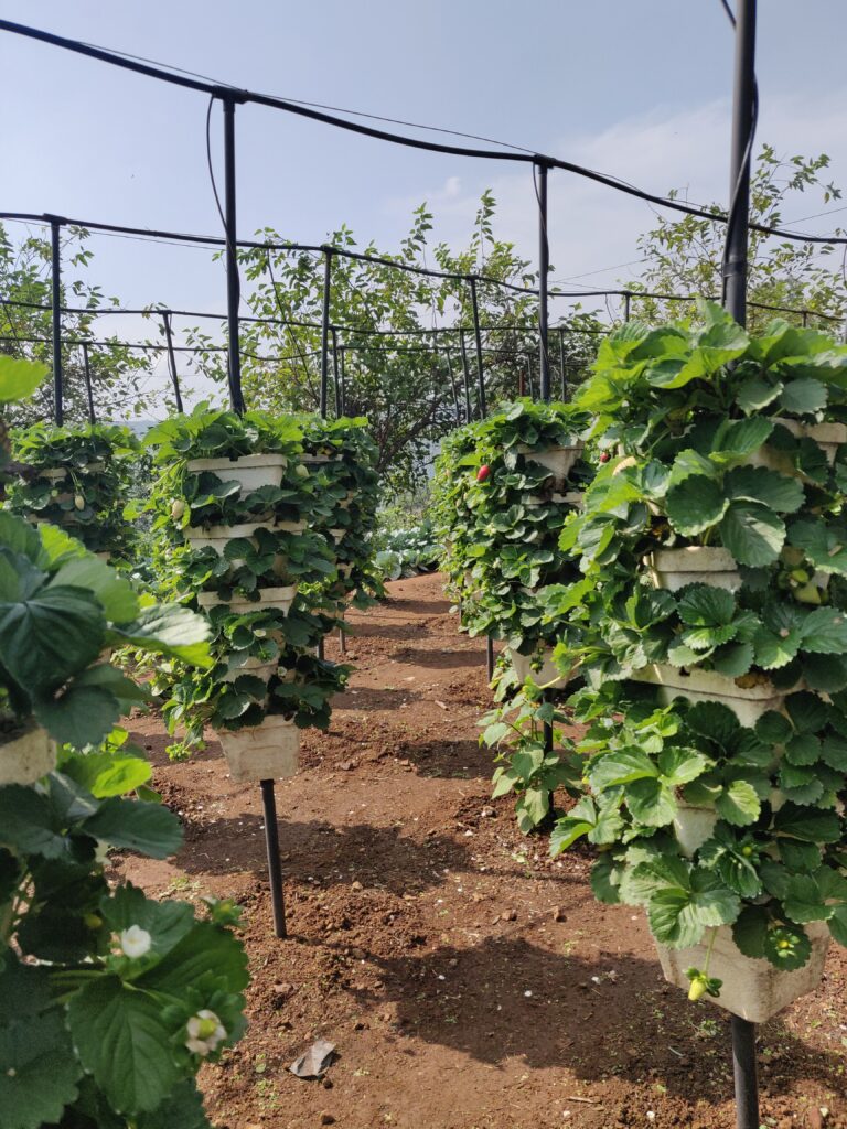 Strawberry picking at Panchgani