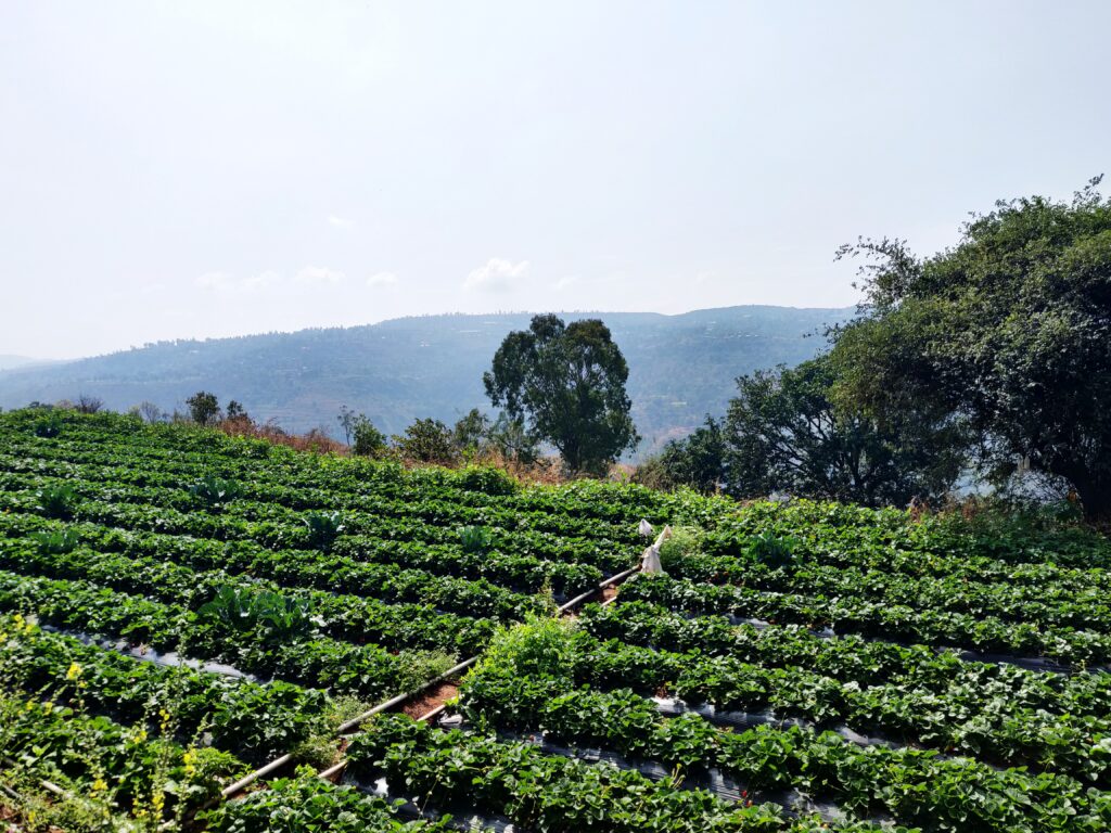 Strawberry picking at Panchgani