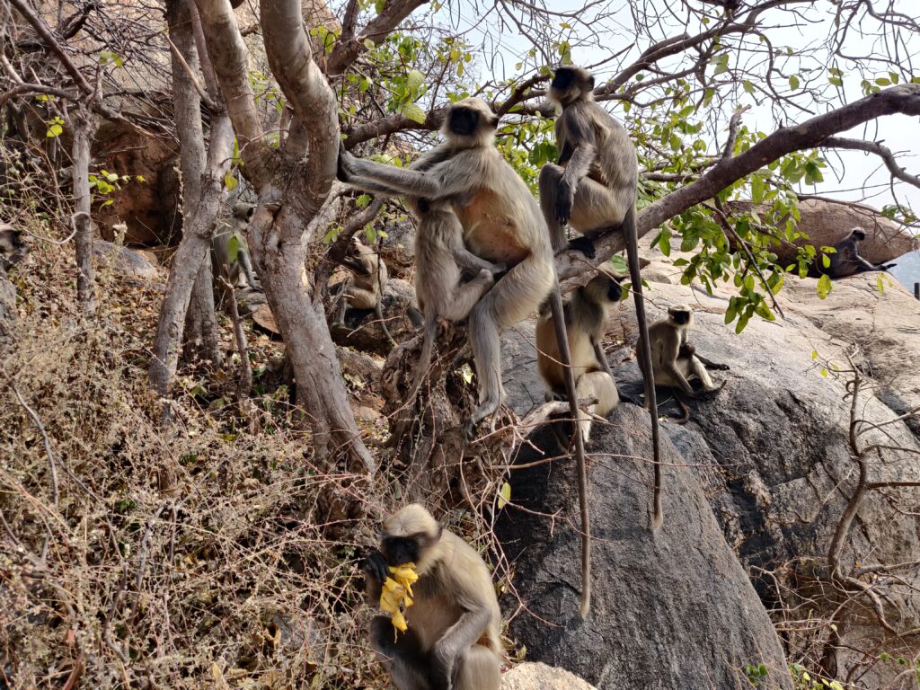 Anjanadri Hill