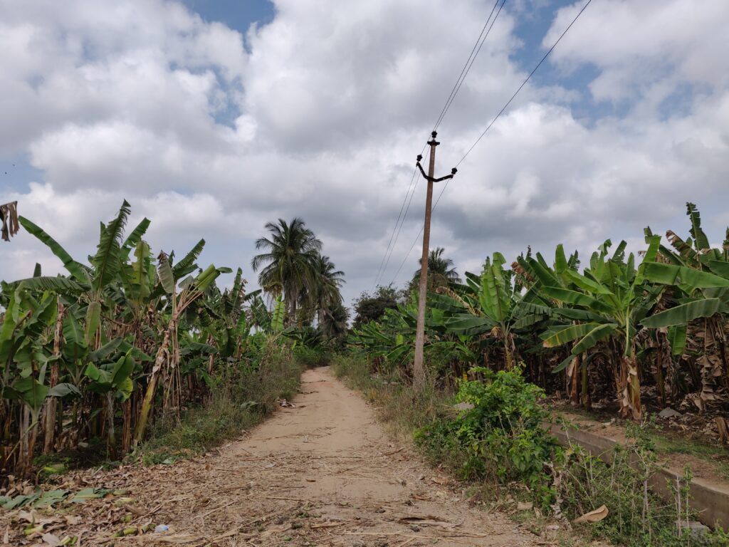 Banana plantation