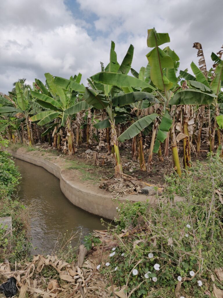 Banana plantation