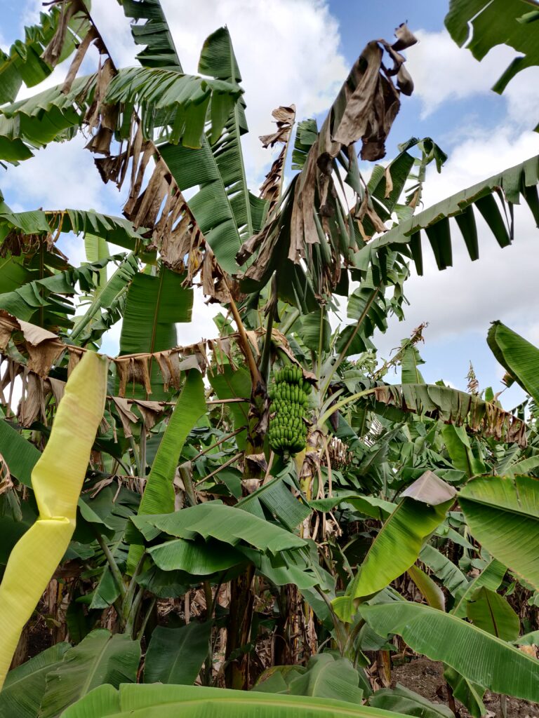 Banana plantation