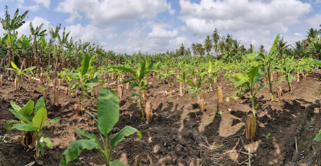 Banana plantation