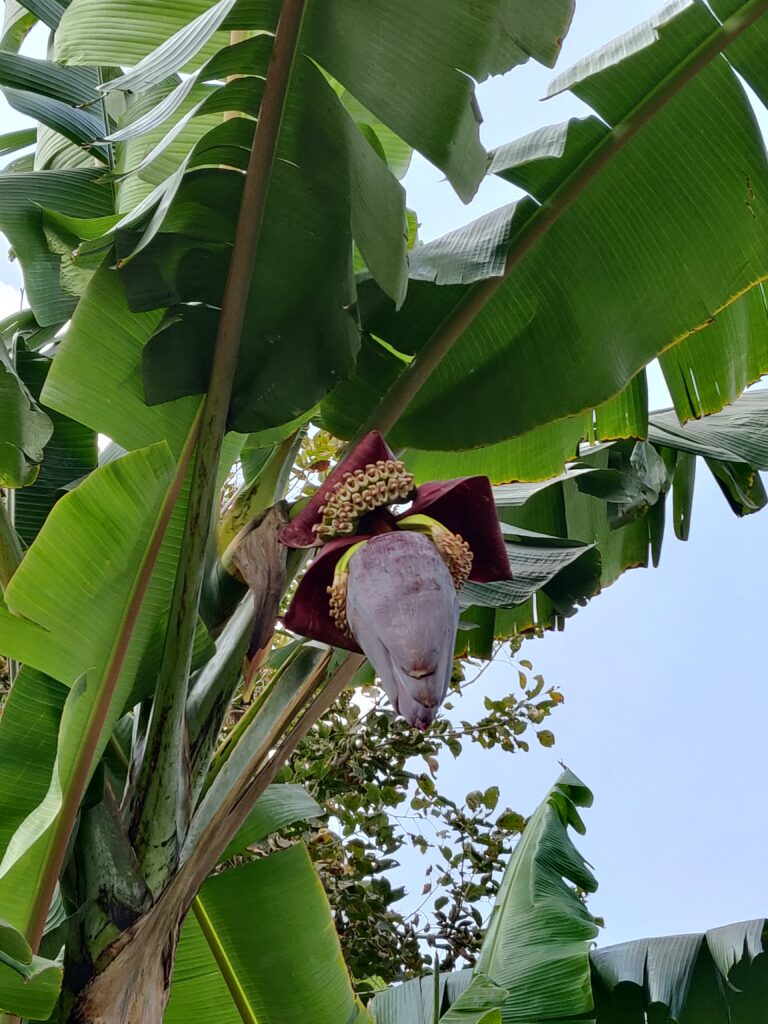 Banana plantation