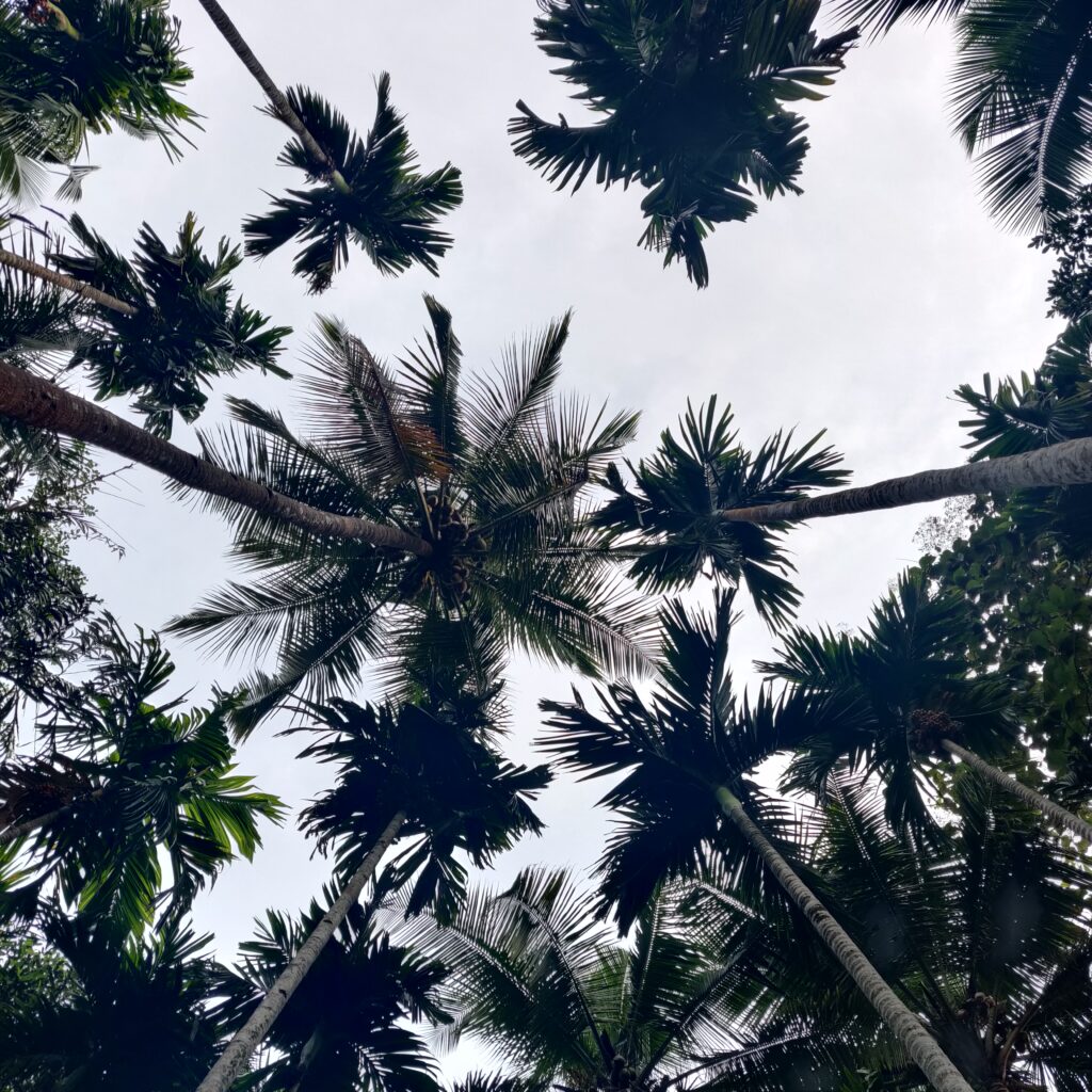 Betel trees