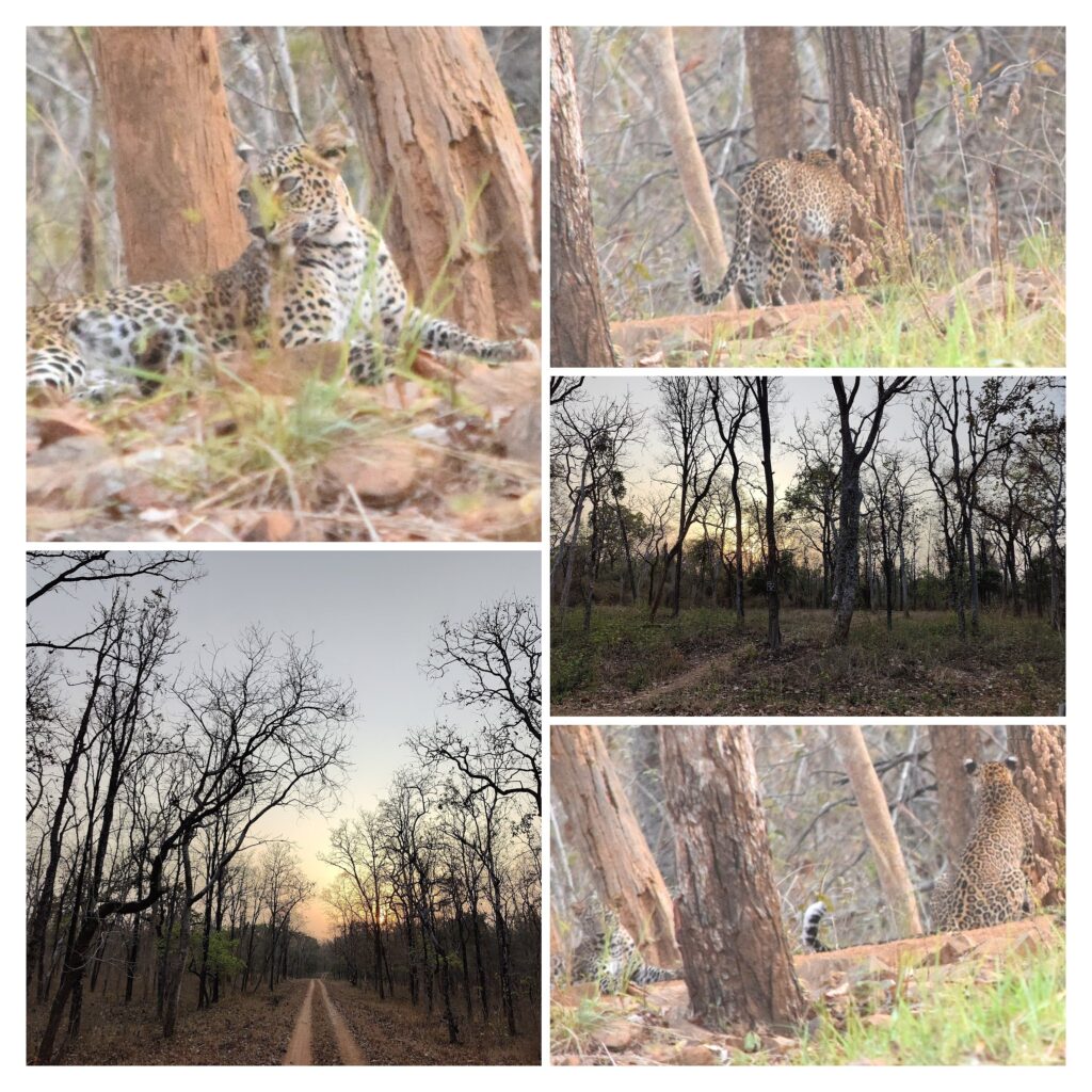 Leopard sighting at Nagzira