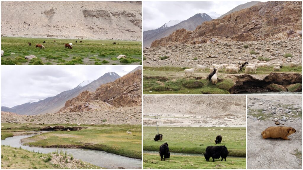 On the way to Pangong Tso