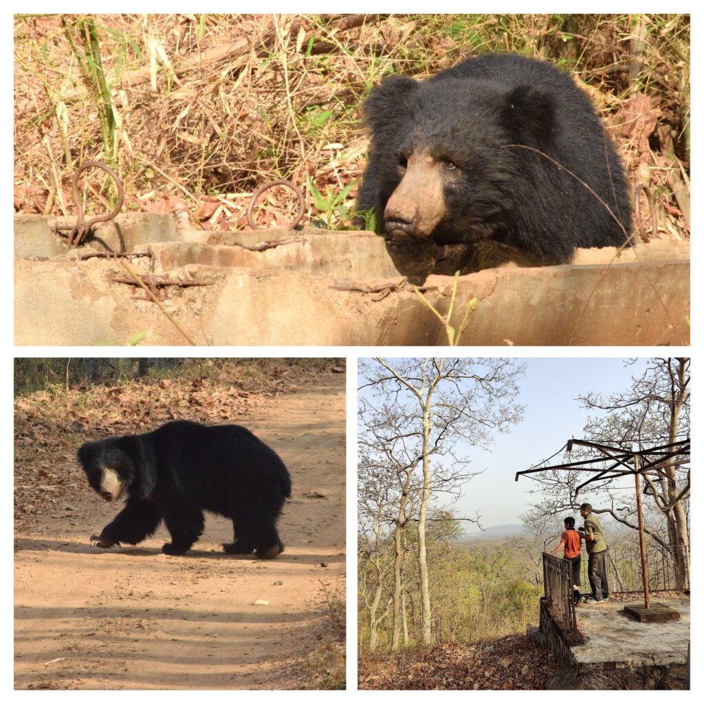 Sloth bear sighting Nagzira