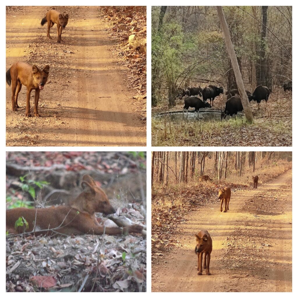 Pack of wild dogs and bison